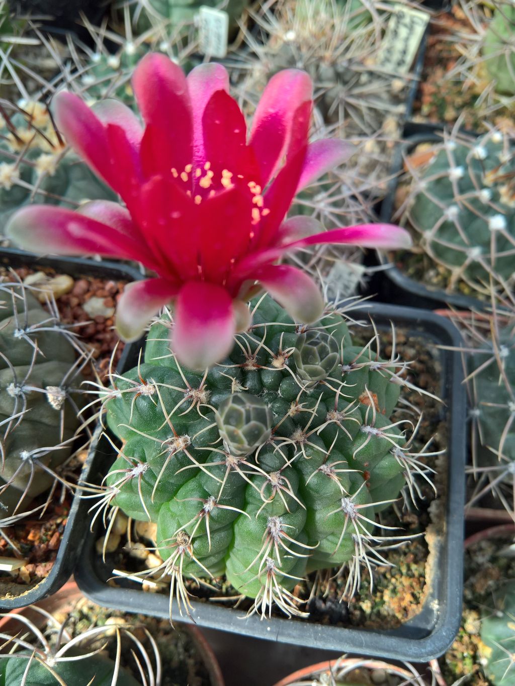 Gymnocalycium baldianum